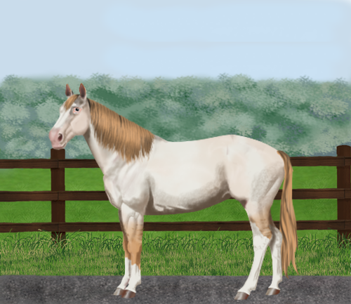 horse image